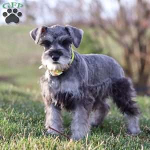 Anne, Miniature Schnauzer Puppy